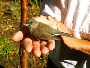 Bird in Treva's hand