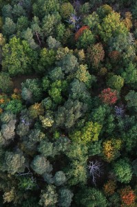 Birds Eye Tree Tops