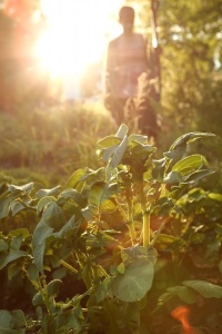 Sunlit veggies