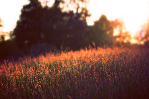 red barley field