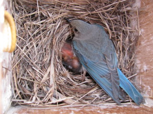 BB Nest