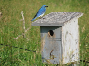 Blue Birds 2o12 007