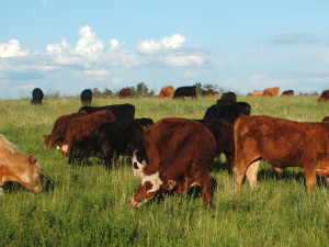 Grazing Cattle June 08 014