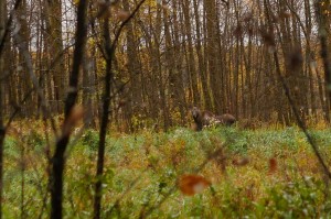 Moose on the peninsula