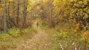 Trail to the top-field