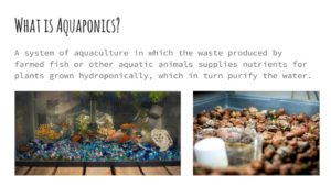 Seeds for the Soul 2- Aquaponics (1)